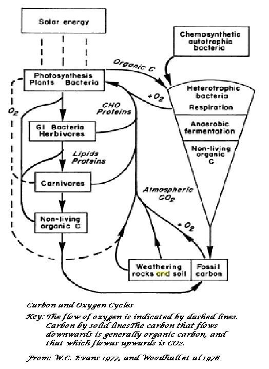 Flow Chart Of Oxygen Cycle